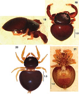 <i>Pachyballus</i> Genus of spiders