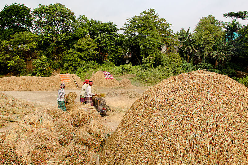 File:Paddy Harvesting.jpg