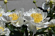 Paeonia lactiflora cv. Gold Rush Pair.jpg