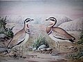 Painting of Jerdon's Courser by ZSI artist.jpg