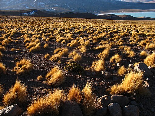 Pajonal con la Laguna Verde al fondo (Potosí - Bolivia)