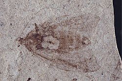 Holotype of P. florissantanus Paleolepidopterites florissantanus Cockerell 1907 UCNH-HT-no-8579.jpg
