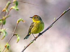 Setophaga palmarum hypochrysea (palm warbler, yellow subspecies)