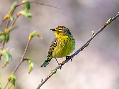 Palm warbler in Green-Wood Cemetery