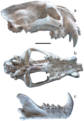 <i>Panthera zdanskyi</i> Extinct species of carnivore