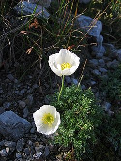 Papaver alpinum01. jpg