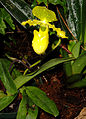 Paphiopedilum primulinum