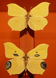 Gonepteryx rhamni: a specimen with spots painted on was named Papilio ecclipsis in Centuria Insectorum Papilio ecclipsis.jpg
