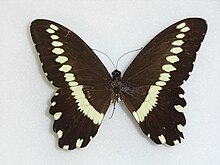 Papilio mechowi Dewitz, 1881. JPG