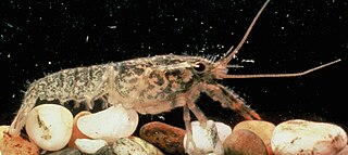 <i>Paranephrops planifrons</i> Species of crayfish