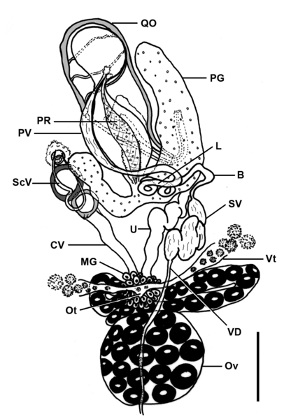 File:Parasite140121-fig1 Pseudorhabdosynochus jeanloui (Monogenea, Diplectanidae) Fig1d Reroductive organs.png