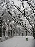 Thumbnail for File:Parco Solari Trees Snow3.jpg
