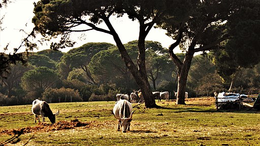 Parco naturale della Maremma, vacche di razza Maremmana al Pascolo,Tenuta di Alberese