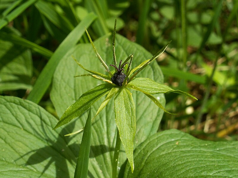 File:Paris quadrifolia kz01.jpg