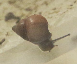 <i>Partula varia</i> Species of gastropod