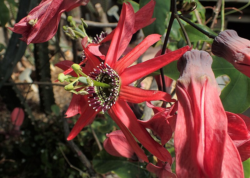 File:Passiflora racemosa kz02.jpg