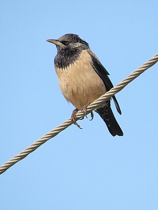 <span class="mw-page-title-main">Rosy starling</span> Species of bird