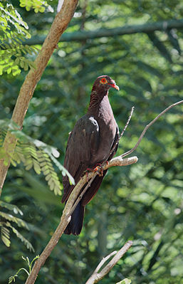 Patagioenas squamosa, Christ Church, Barbados.