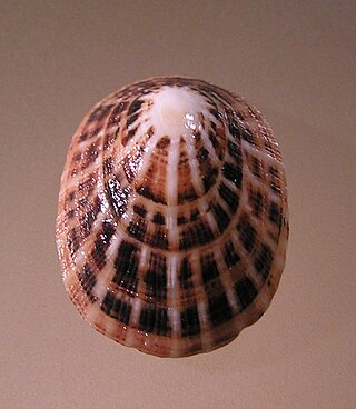 <i>Scutellastra peronii</i> Species of gastropod