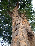 درخت ساپان وود، بومی هند، مالزی و سریلانکا و بعدها درخت مربوط به برزیوود (که در اینجا نشان داده شده‌است)، از ساحل آمریکای جنوبی سرچشمه یک رنگدانه و رنگ قرمز محبوب به نام برزیلین بود. چوب برزیل نام خود را به ملت برزیل داد.