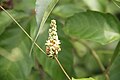 Paullinia pinnata Bioko 2013 flora.jpg