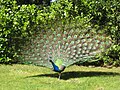 Peacock seen in San Francisco, California