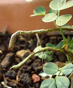 Peanut stalks