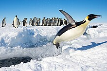 Pinguim, com asas abertas, saltando da água para uma plataforma de gelo, enquanto dezenas de pinguins estão em outra plataforma de gelo logo atrás, sob um céu limpo e ensolarado.