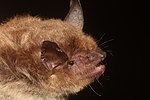 Thumbnail for Peninsular myotis