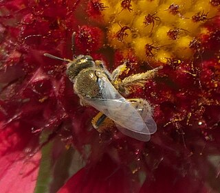 <i>Perdita coreopsidis</i> Species of bee