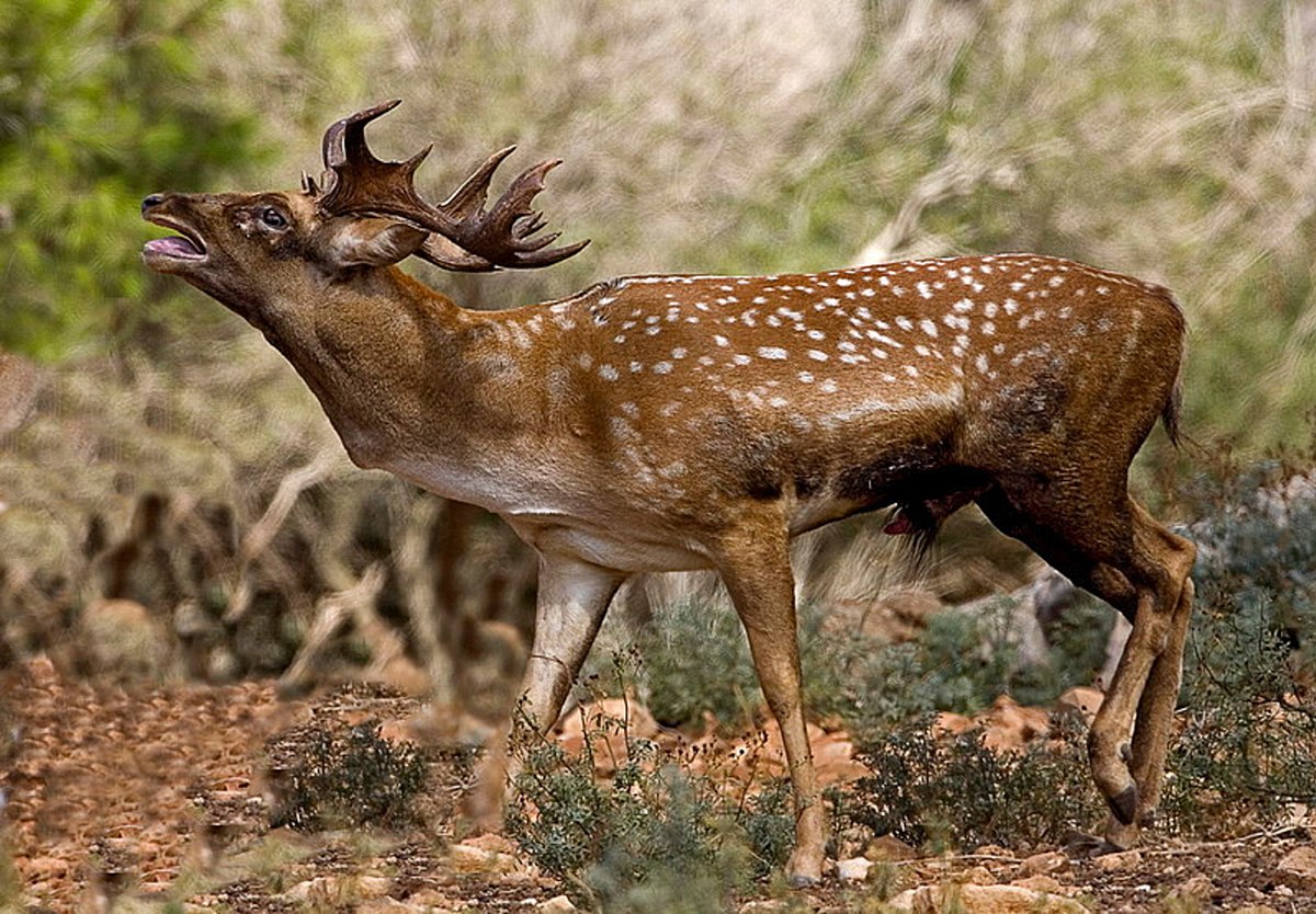 fallow deer facts