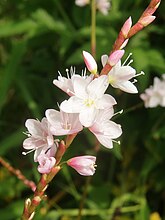 サクラタデ。福島県会津地方にて。