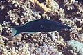 * Nomination Green birdmouth wrasse (Gomphosus caeruleus), Red Sea, Egypt --Poco a poco 07:34, 8 August 2023 (UTC) * Promotion  Support Good quality. --Mike Peel 05:47, 14 August 2023 (UTC)