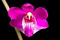 Phalaenopsis pulcherrima rubra colour