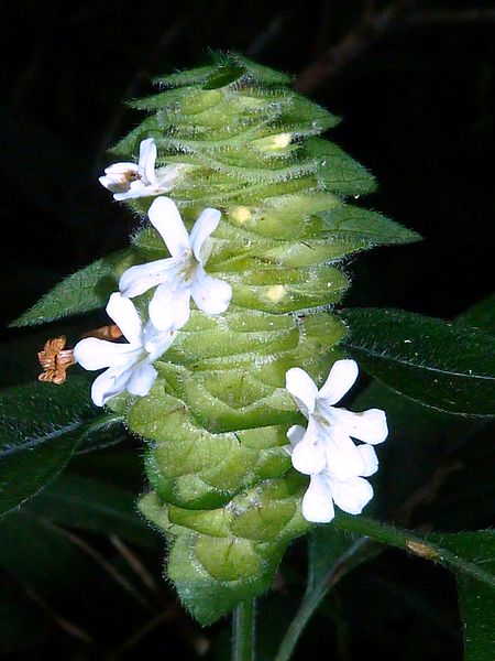 File:Phaulopsis imbricata, bloeiwyse, b, Krantzkloof NR.jpg