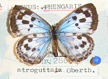 Phengaris atroguttata R0010379.jpg