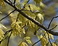 Thumbnail for File:Philadelphia Vireo - 40026364050.jpg