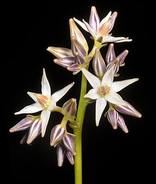 <i>Phlebocarya filifolia</i> Species of flowering plant