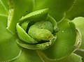 Groene rups op groene Aeonium