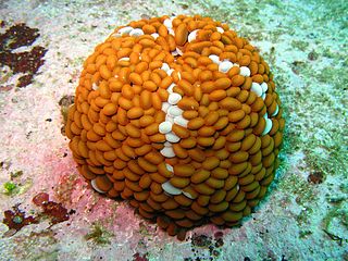 <i>Phlyctenactis tuberculosa</i> Species of sea anemone