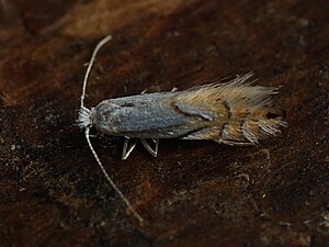 Phyllonorycter heegeriella (41978549222).jpg