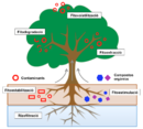 Processos de bioremediació vegetal