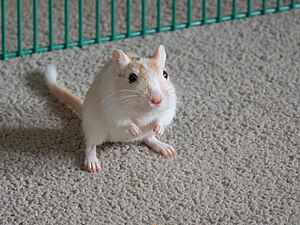 Mongolian Gerbil