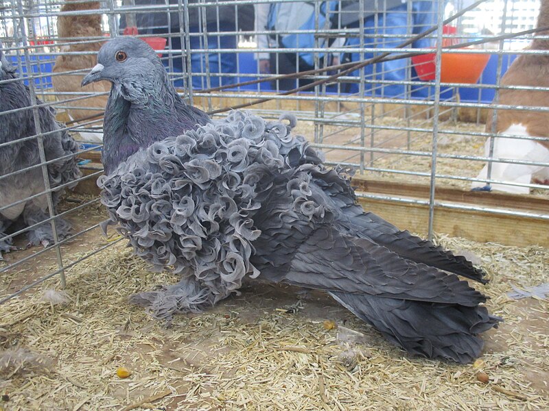 File:Pigeon frisé grison SDA.jpg