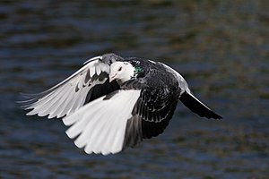 Pigeon in flight