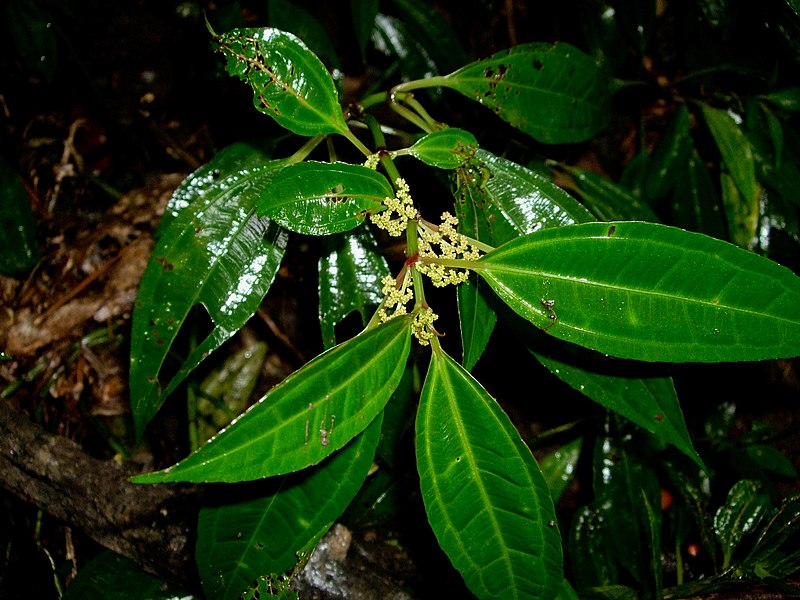 File:Pilea rotundinucula - 圓果冷水麻 by 石川 Shihchuan - 001.jpg