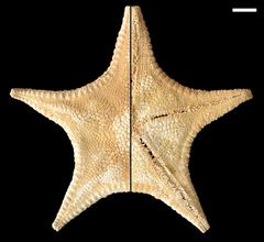 File:Pillsburiaster calvus (10.1007-s00300-022-03056-x) Figure 3 (cropped).png (Category:Pillsburiaster calvus)