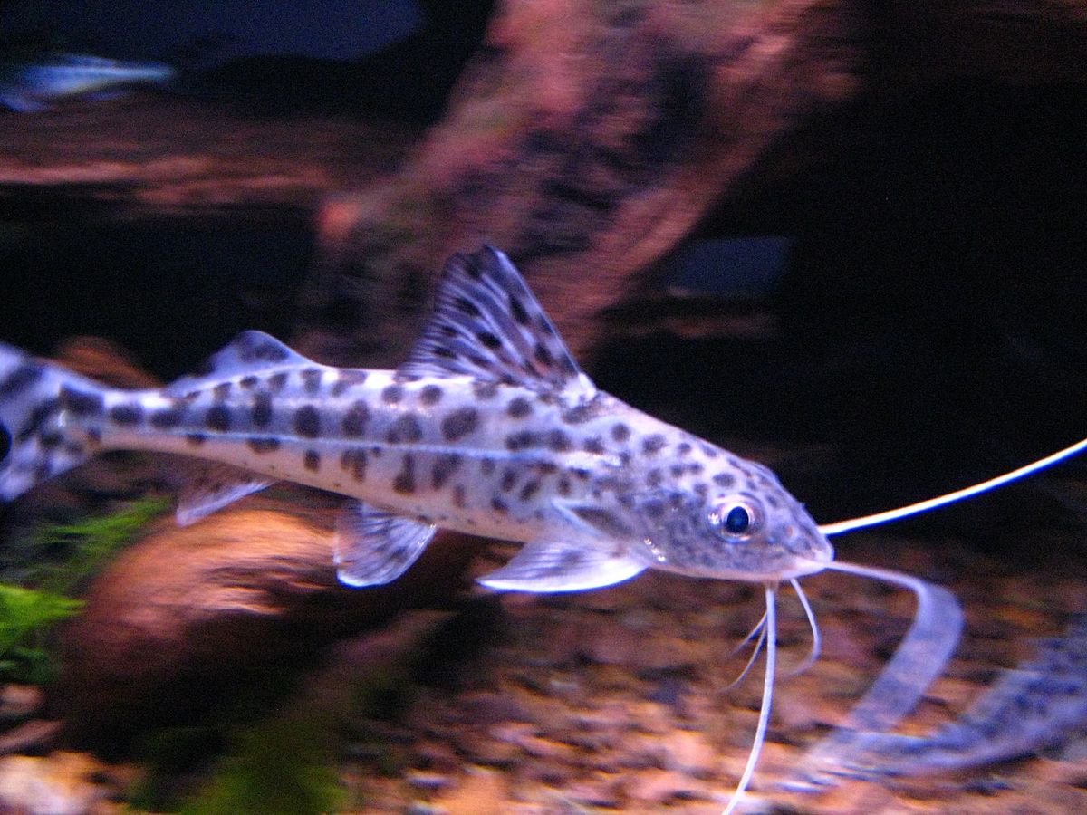 pictus catfish