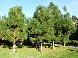 Pinus canariensis (2009).jpg
