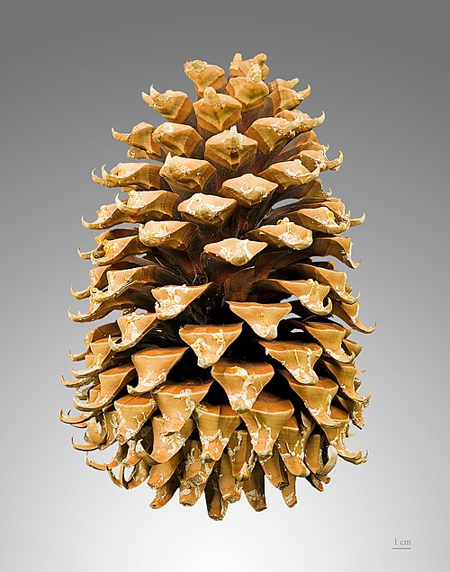 A mature female Coulter pine (Pinus coulteri) cone, the heaviest pine cone